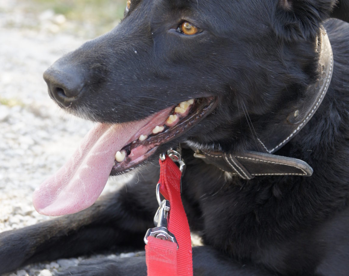 Hunde Tierheim u. Tierschutzbund Ulm/NeuUlm u. Umgebung e.V.