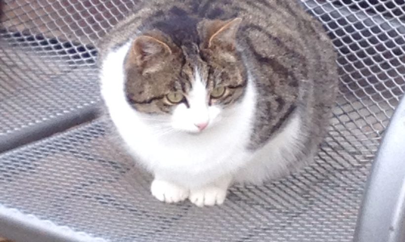 FREILEBENDE KATZEN FREILEBENDE KATZEN