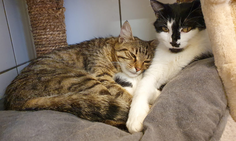 BIBI und TINA – suchen gemeinsames Zuhause BIBI und TINA – suchen gemeinsames Zuhause