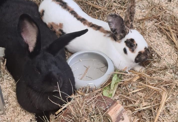 EMMA und BILLIE- suchen gemeinsames Zuhause EMMA und BILLIE- suchen gemeinsames Zuhause