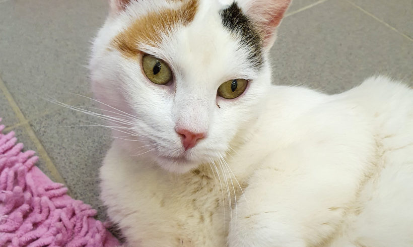 MOLLY- sucht ein ruhiges Zuhause MOLLY- sucht ein ruhiges Zuhause