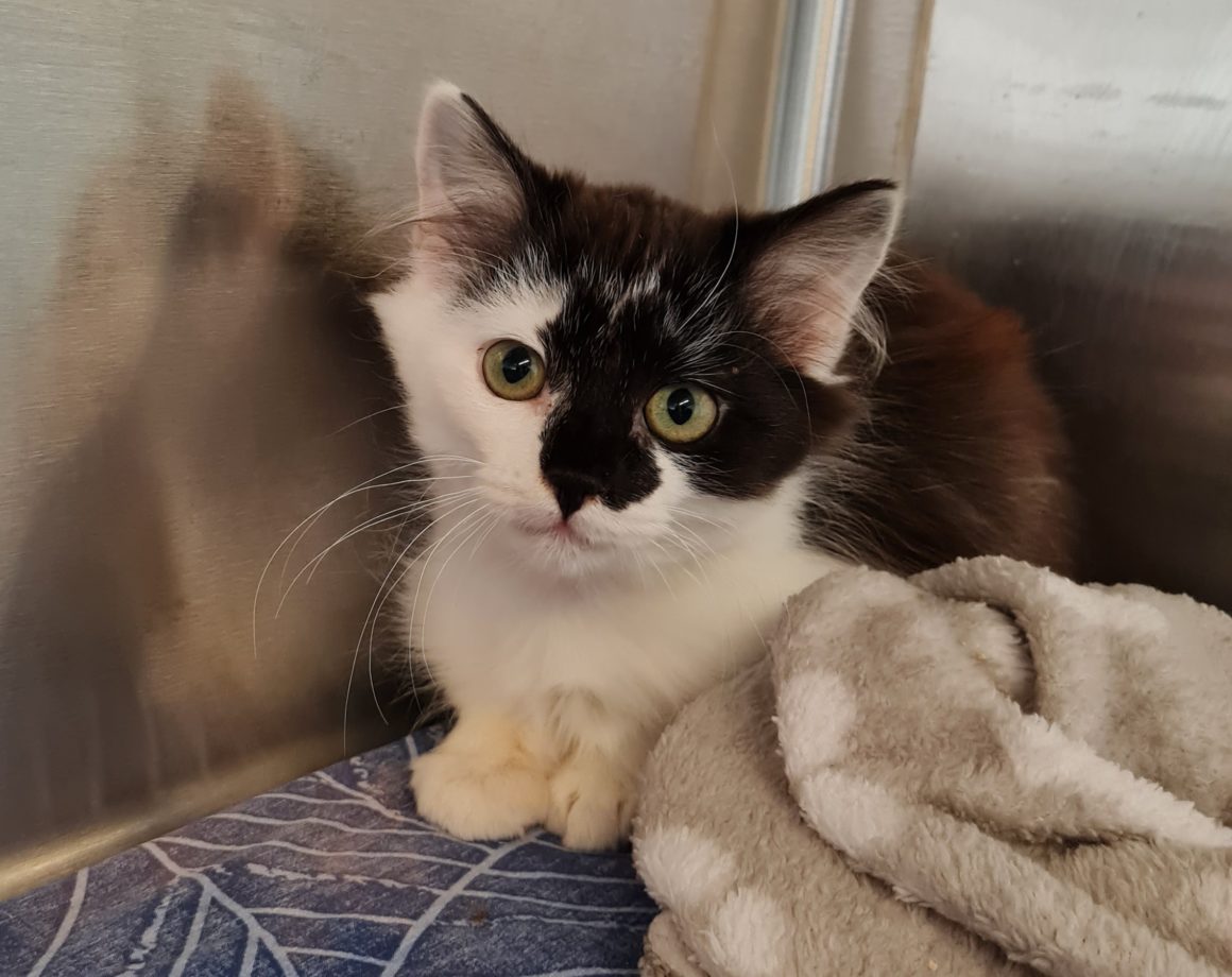 Katzen Ulm Katzen Ulm