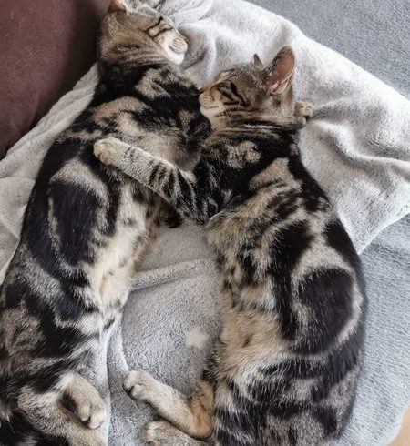 ARAMIS und ATHOS ARAMIS und ATHOS