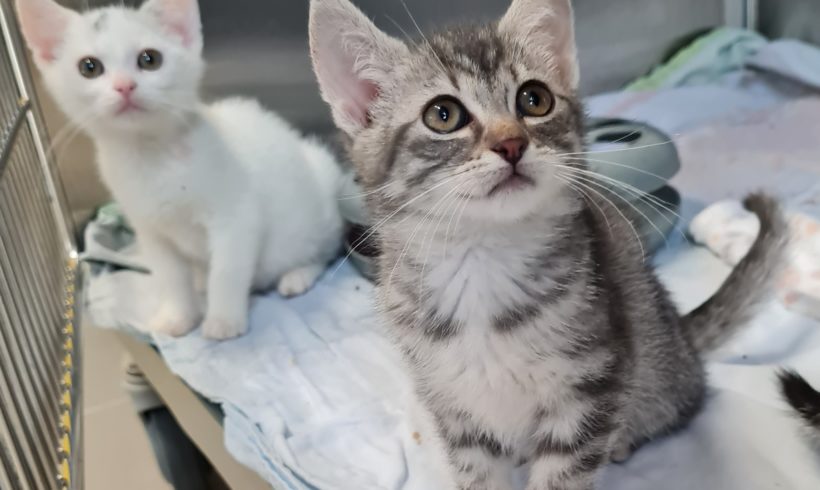 Jungkatzen Jungkatzen