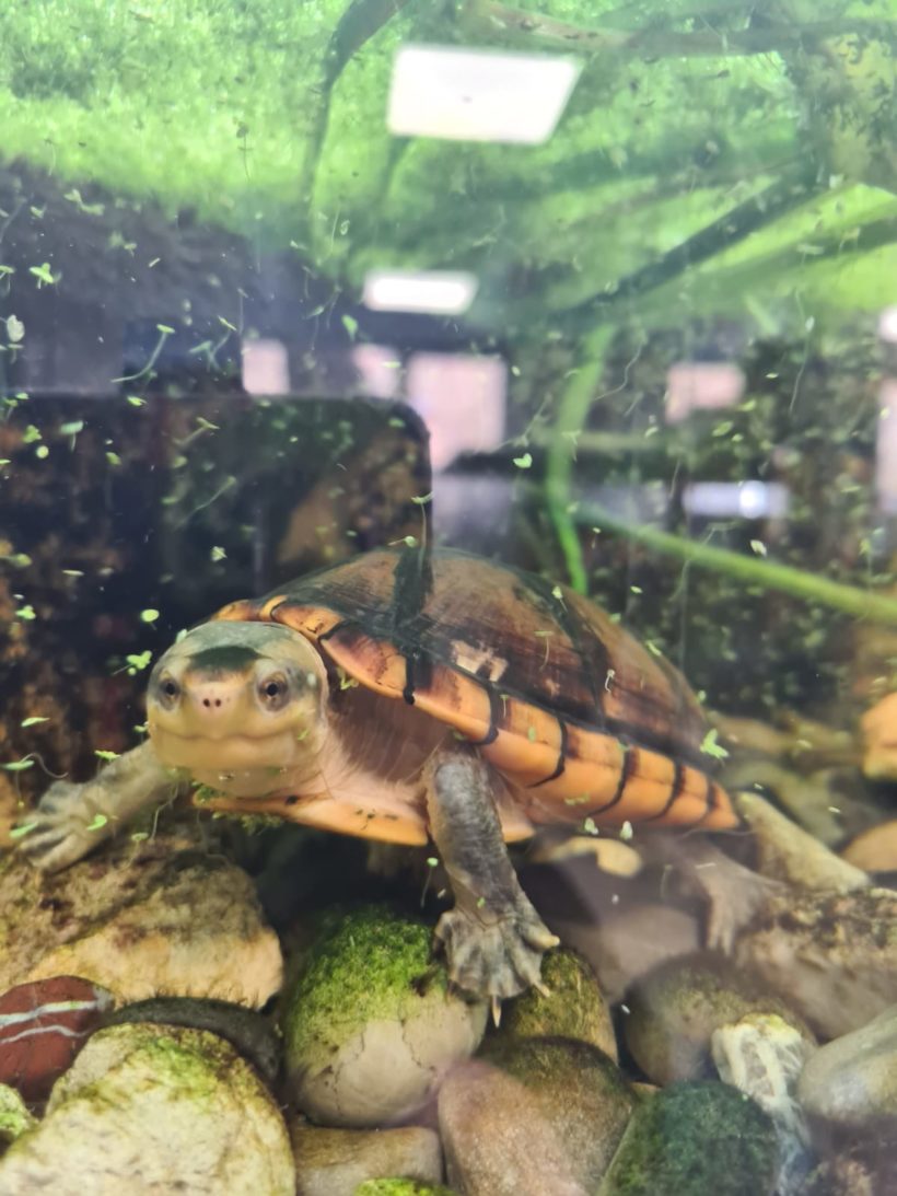 Wasserschildkröten
