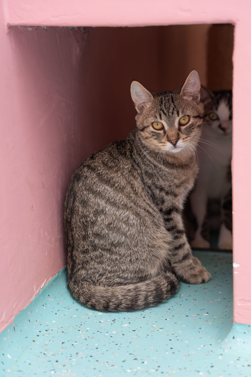 JUNGKATZEN