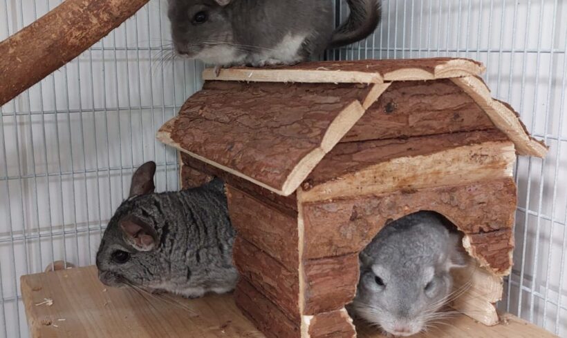 HEINZ, HARALD und FRENTZEN