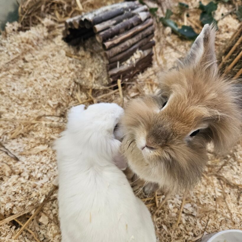 MAX und SOPHIA