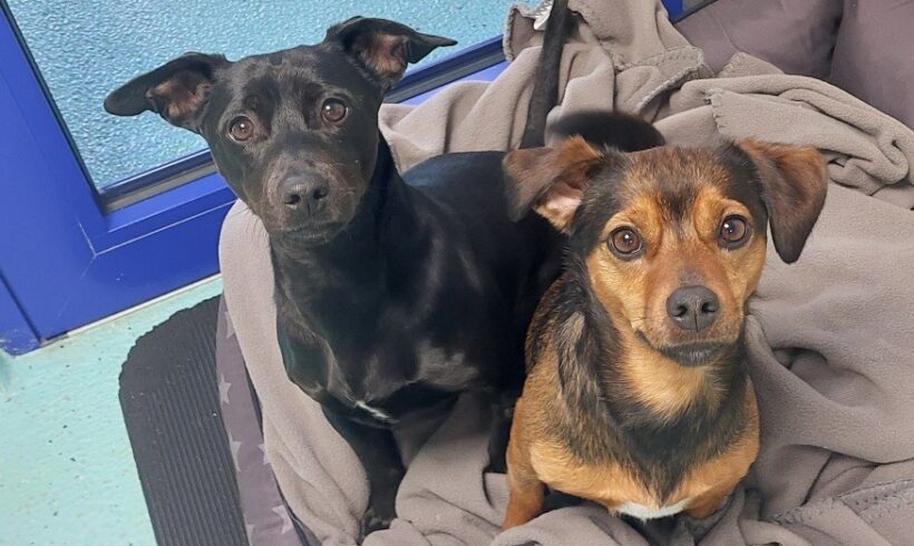 Chanel und Gringo Chanel und Gringo