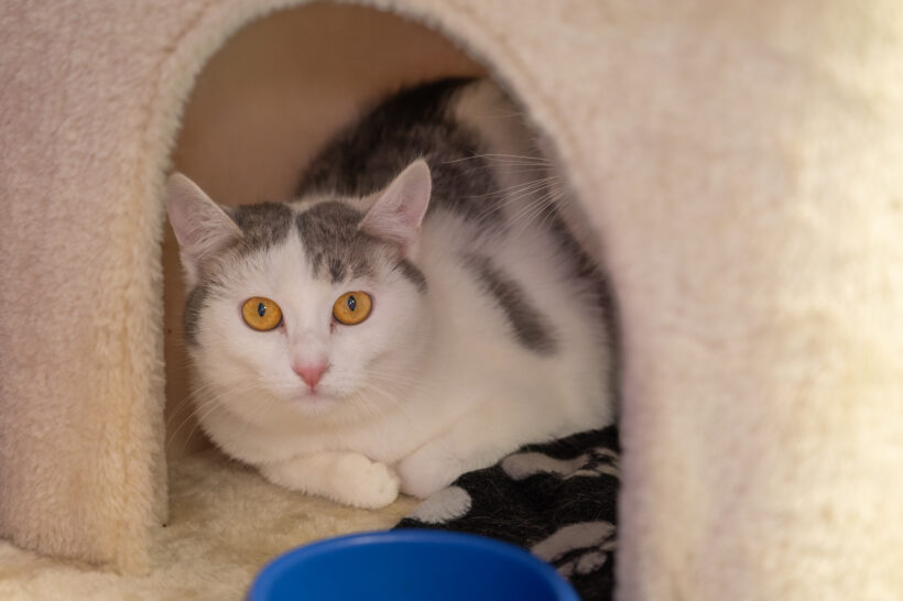 PETER und CHILLI- Futterplatz gesucht