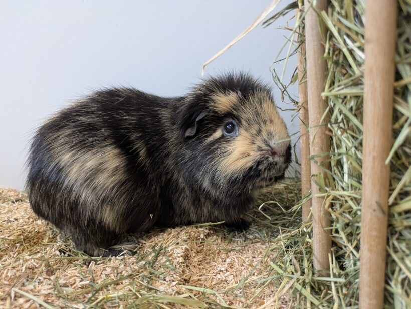 ROCKET, BOHNE und TEDDEL