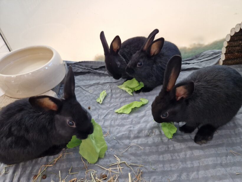 KANINCHEN