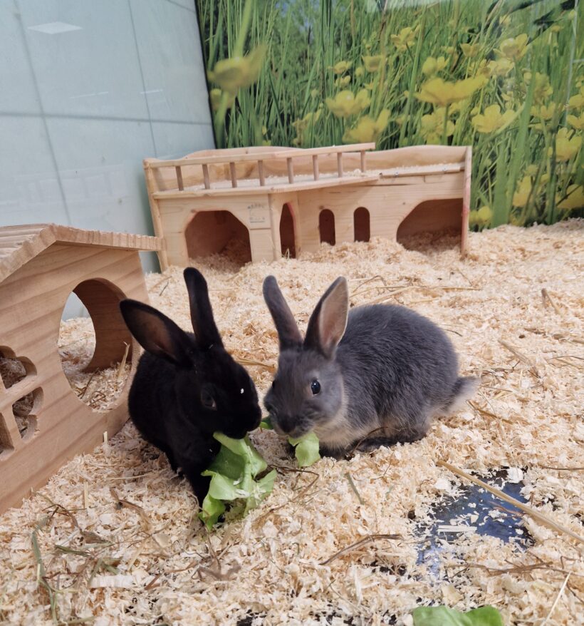 KANINCHEN
