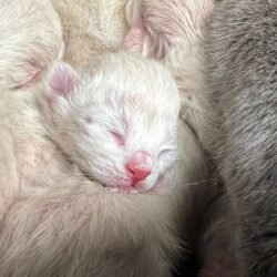 PFLEGESTELLE gesucht