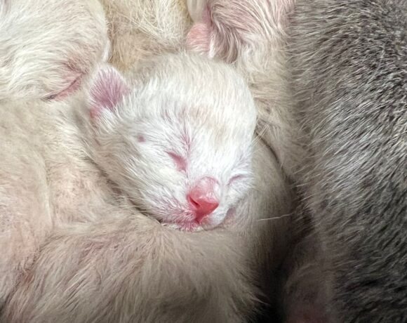 PFLEGESTELLE für Mutterkatze mit Kitten gesucht