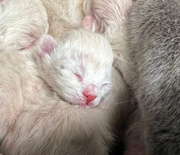PFLEGESTELLE für Mutterkatze mit Kitten gesucht
