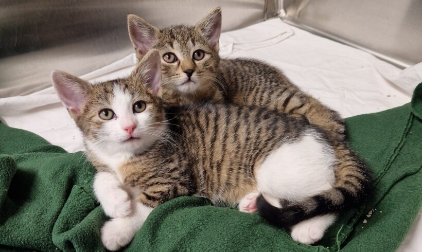 BIBI und TINA