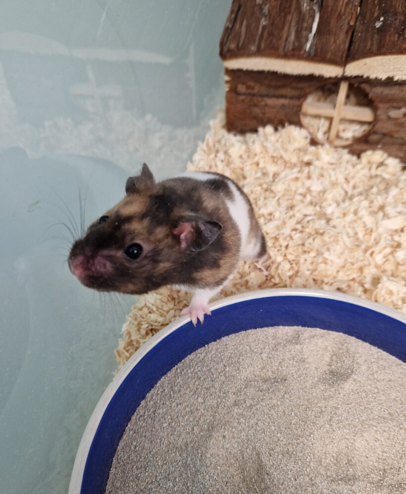 PAULA