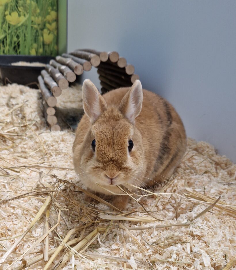 MIMI