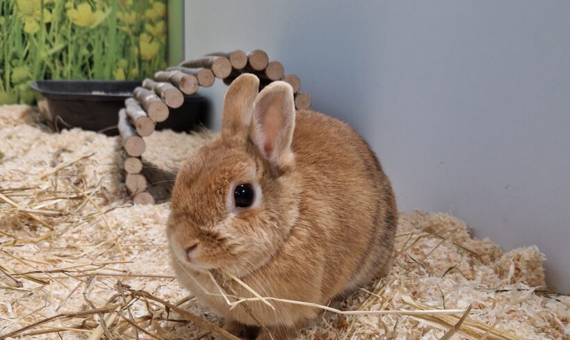 MIMI