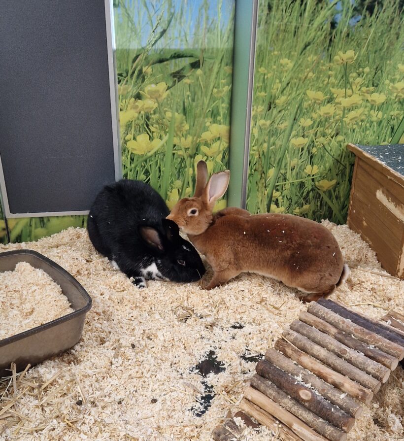 ESPRESSO und CHOCOCINO