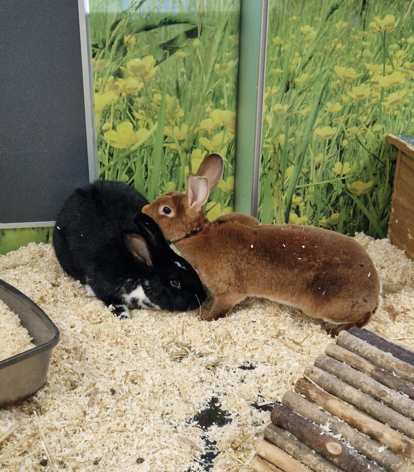 ESPRESSO und CHOCOCINO