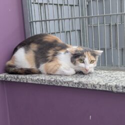 MEGAN- Futterplatz gesucht