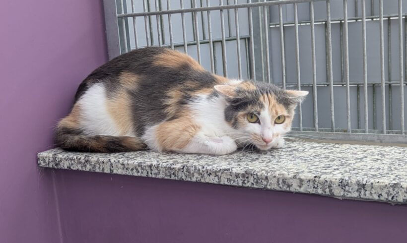 MEGAN- Futterplatz gesucht