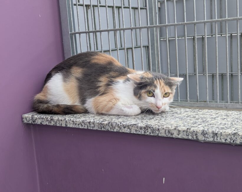 MEGAN- Futterplatz gesucht