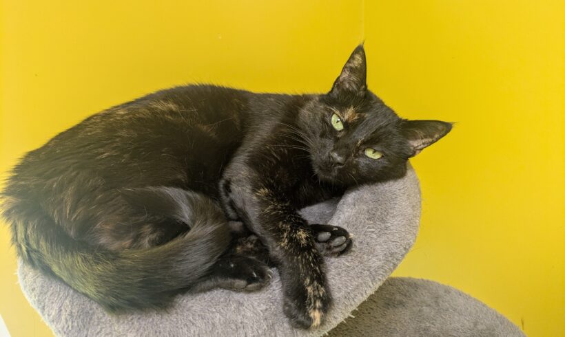 RONJA