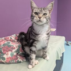 TABBI