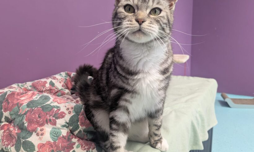TABBI