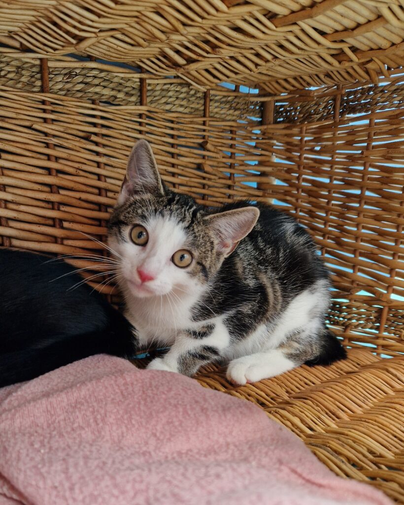 JUNGKATZEN