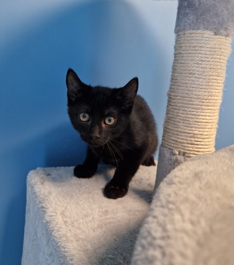 JUNGKATZEN