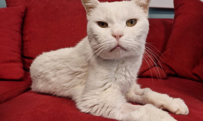 PETERLE- HOSPIZPLATZ gesucht