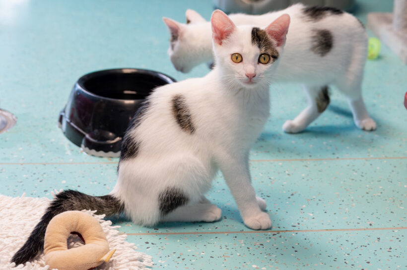 JUNGKATZEN