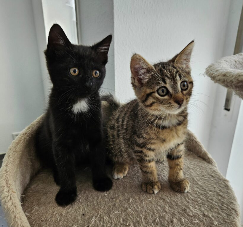 NALA und PIPPA