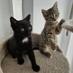 NALA und PIPPA