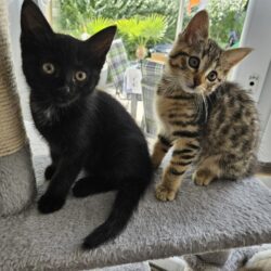 NORA und PENNY
