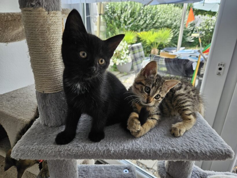 NORA und PENNY