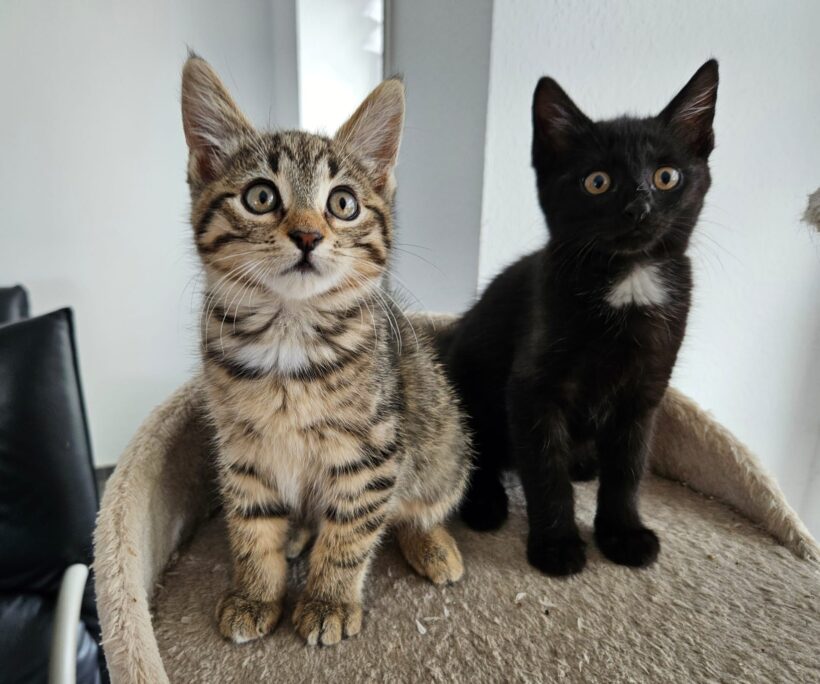 NALA und PENNY
