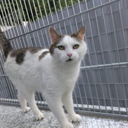 SUSI