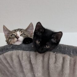KATE und ZITA