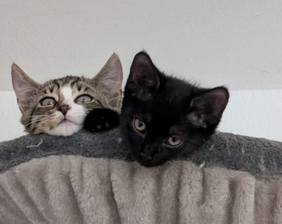 KATE und ZITA