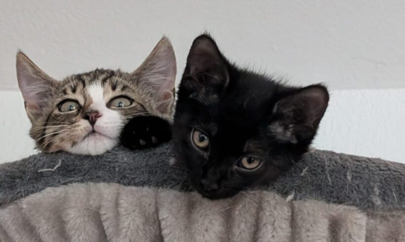 KATE und ZITA