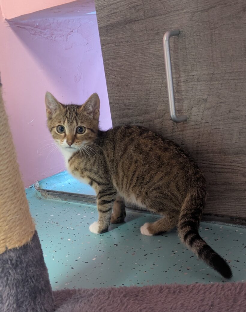 JUNGKATZEN