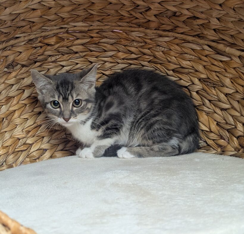 JUNGKATZEN