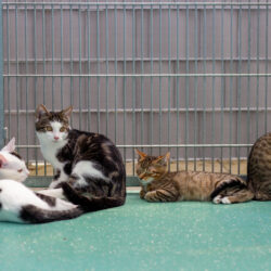 JUNGKATZEN