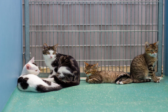 JUNGKATZEN