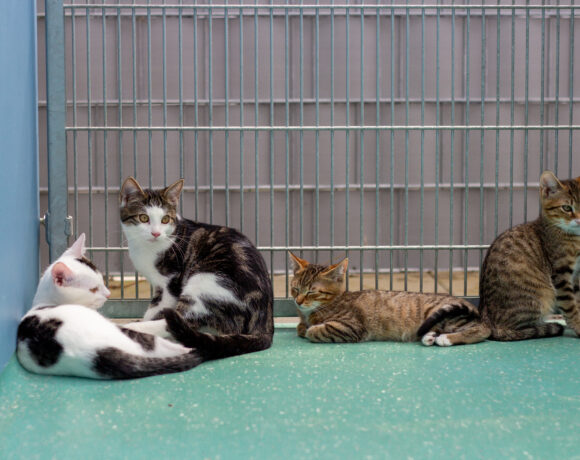 JUNGKATZEN
